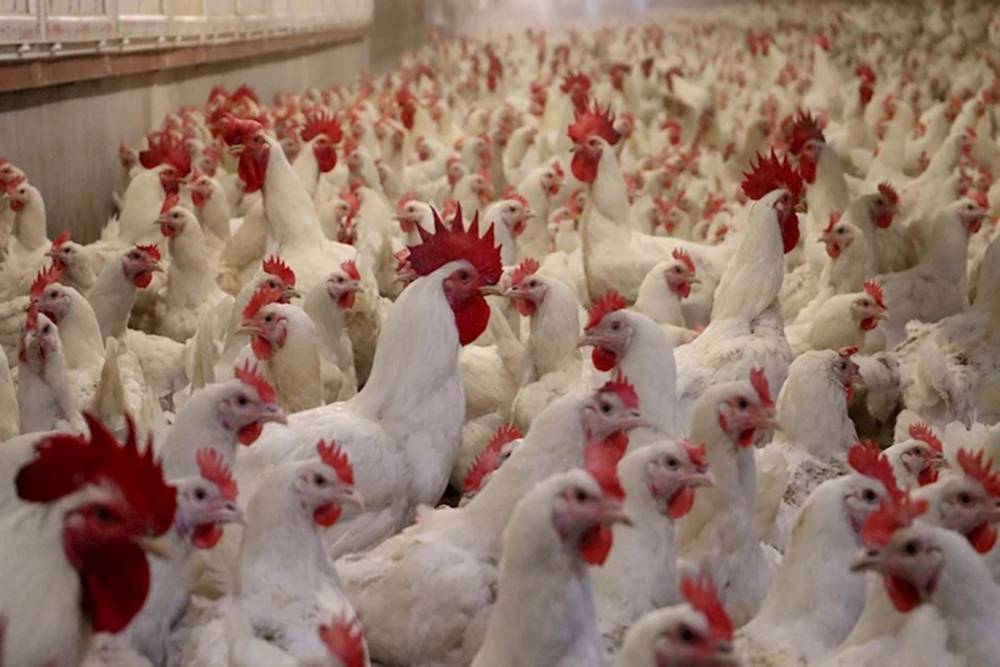 Almanya'da kuş gribi nedeniyle 400 bin kanatlı hayvan itlaf edildi