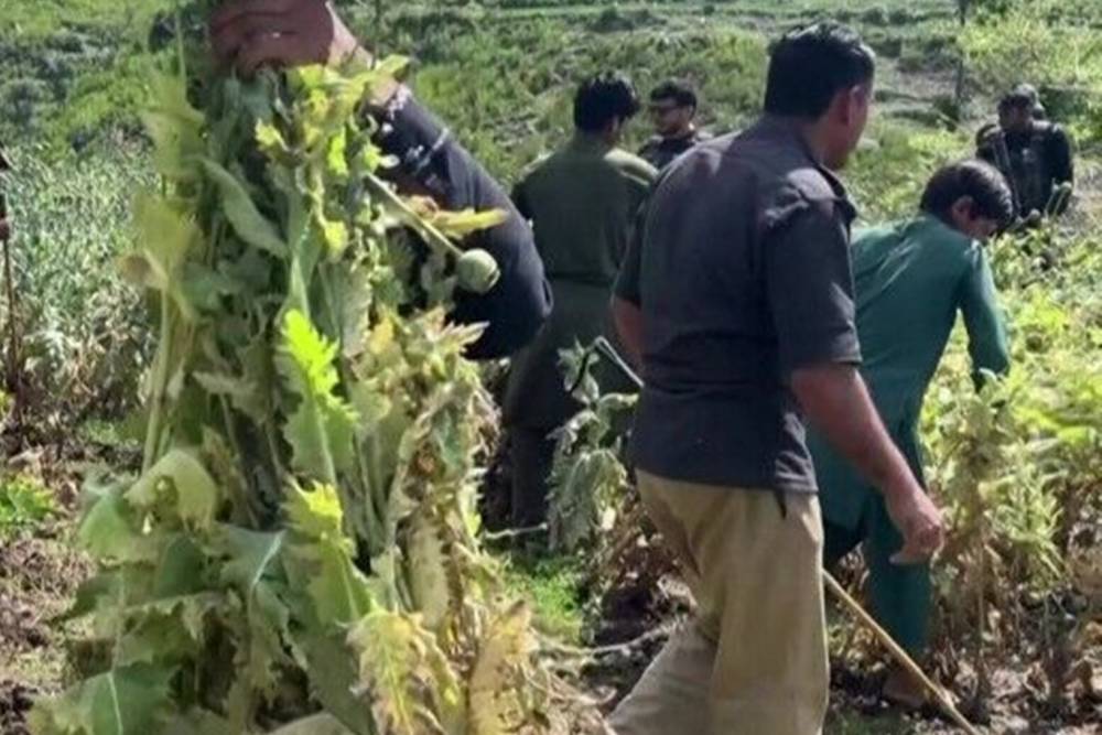 Afganistan'da 400 d&ouml;n&uuml;ml&uuml;k haşhaş tarlası imha edildi