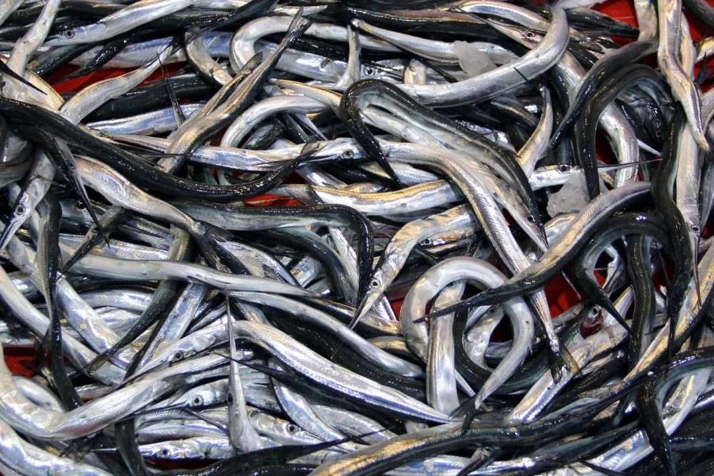 7 balık türü daha resmen tescil edildi