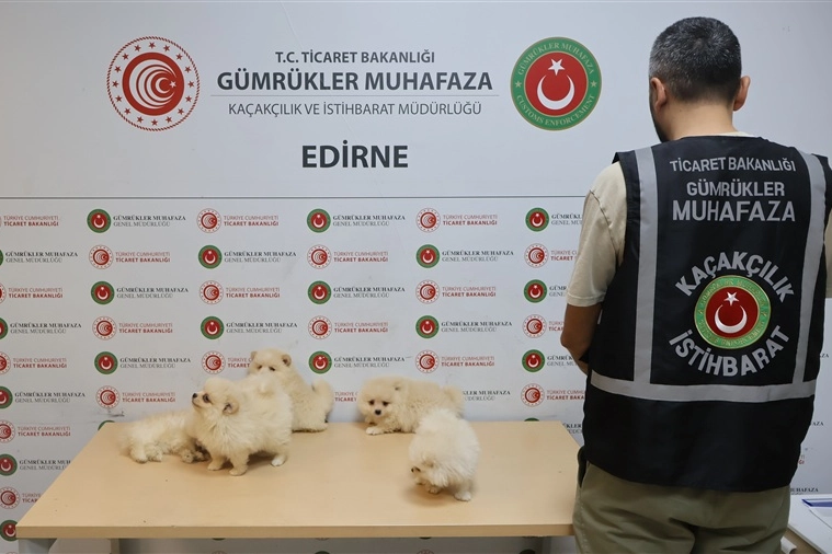 Kapıkule'de ka&ccedil;ak&ccedil;ılık operasyonu... 6 Pomeranian yavrusu ele ge&ccedil;irildi!