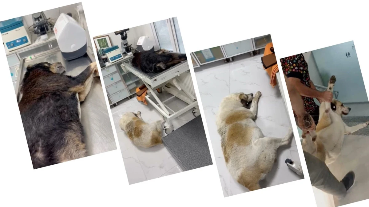 Bakırk&ouml;y'de Hayvanseverlerin Tepkisi B&uuml;y&uuml;k: &ldquo;Verilen S&ouml;zler Tutulmadı, K&ouml;peklerimize Narkotik İğneyle M&uuml;dahale Edildi&rdquo;