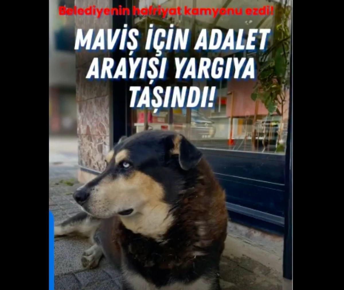 Ezdiler geçtiler…. Mahalle halkı suç duyurunda bulundu! 